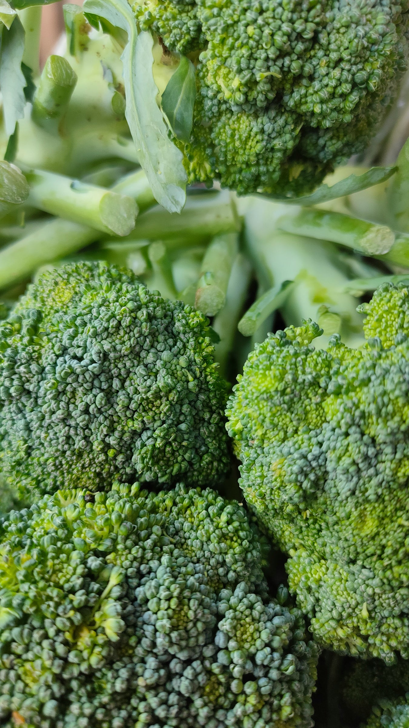 Greenwitch frisk lækker grøn broccoli