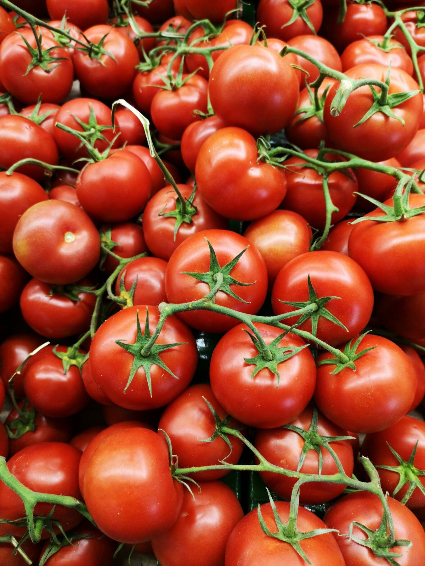 Greenwitch lækre røde store flotte og saftige solmodne tomater